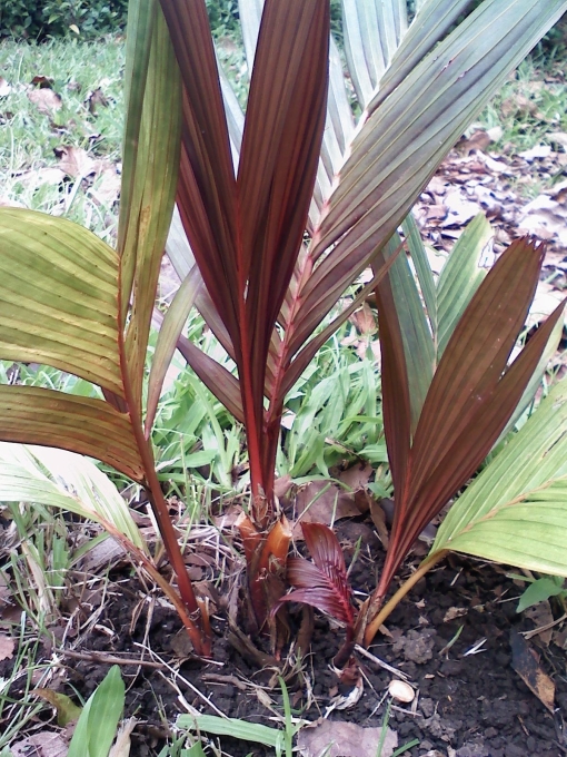 Areca vestiaria (red form) recently added to the Garden at Wakiu