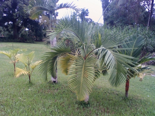 Hyophorbe indica out front (one is an Areca vestiaria)