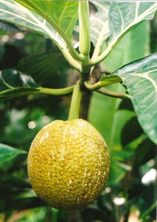 Breadfruit (ulu) ready for harvest, Wakiu, 12.12