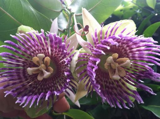 soft shell passion flowers