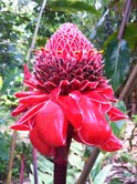 torch ginger 8.18.13